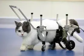 国内的宠物医院靠谱吗？为何目前国内的宠物医院恶评不断图片