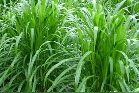 亩产30吨，种一次能收15年的巨菌草真那么好？这些缺点先了解一下图片
