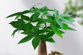 夏季发财树黄叶掉叶，可能是这几个原因导致的烂根，恢复有技巧图片