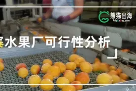 熊猫出海丨柬埔寨适合投资建水果厂吗图片