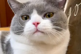 猫为何会“家暴”我？我做错了什么？图片