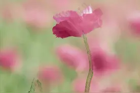 摄影家的一组创意摄影，超艺术，收藏慢慢学习啦！图片