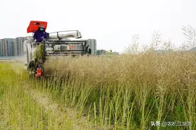 5公斤油菜收割机，江苏沃得vs潍柴雷沃，油菜花香“终结者”比拼图片