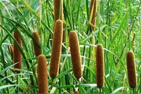 农村水边的“香肠”，过去农村娃当玩具，如今20元一斤成稀罕野菜图片