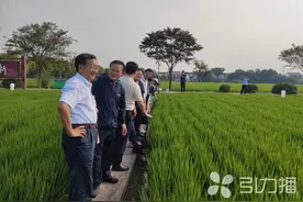 苏州张家港：中国工程院院士点赞张家港“宁香粳9号”图片