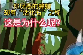 你知道为什么打死一只蟑螂，家里蟑螂却越来越多了吗？图片