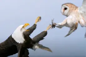 吃老鼠相当于嗑瓜子？猫头鹰战力爆棚，居然以鹰为食，动图太惊艳图片