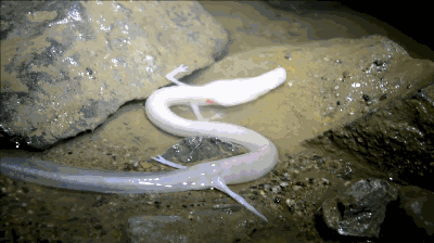 除12年一次的交配，其它时间都基本静止，它们是地球上最懒的生物