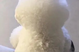 韩国圆润的棉花糖狗狗，可爱如天使，但另一面也很让人抓狂啊图片