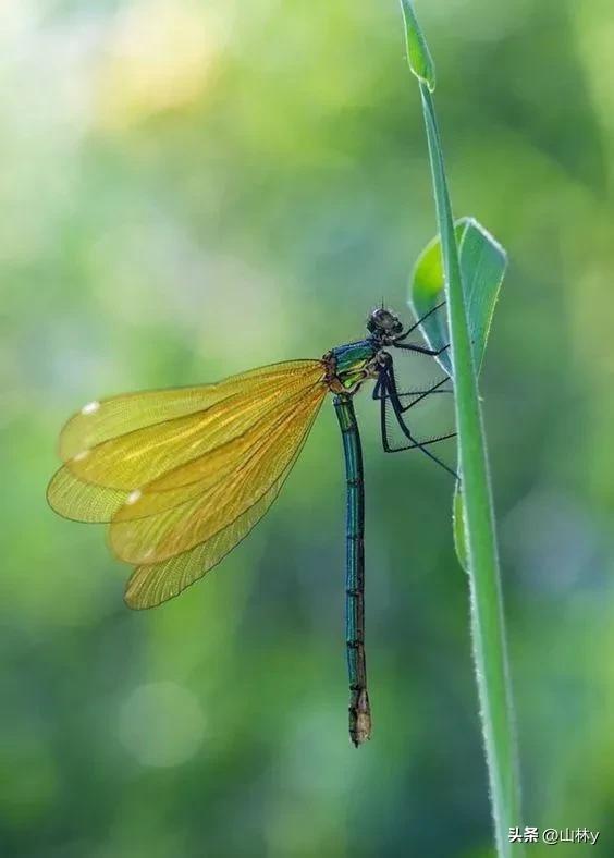 世界上最漂亮的蜻蜓,色彩斑斓,美极了!