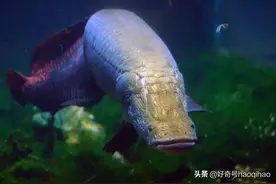 刮下来的鱼鳞不要扔，还能做防弹衣图片