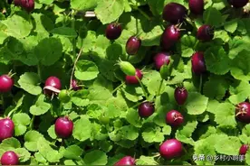 俗称地茄子，是农村的“痔疮草”，老一辈长痔疮，第一个就想到它图片