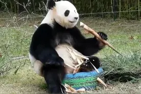 除了花花 萌兰 七仔 熊猫界还有哪些网红奇葩图片