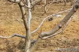 桃树如何避免出现大小年问题？农技专家教你一招轻松应对，很有用图片