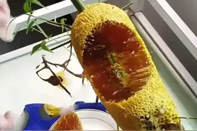 结在竹子上，咬一口就爆浆的“竹林蜜”，是真的吗？看养蜂人咋说图片