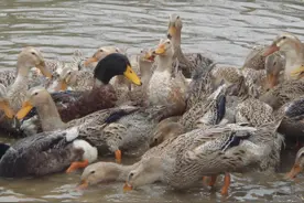 促进鸭子肝肿大的原因 鸭子肝肿大坏死是什么原因引起的图片