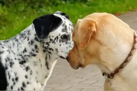 狗狗在配种时，为什么不能去打扰呢？图片