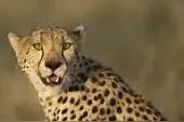 猎豹：地球上跑得最快的陆地动物图片