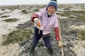 广西北海：渔民赶海挖沙虫 忙趁新春卖价高图片