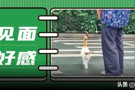 第一次见面，怎么与陌生猫咪建立好感？图片