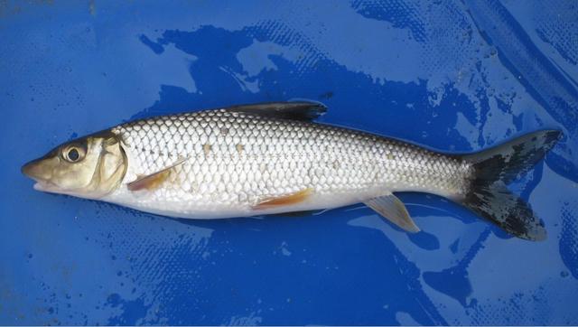 榛戦緳姹熼奔绫讳箣鈥滀笁鍗佷簩鏉傞奔鈥濆浘璋? onerror=