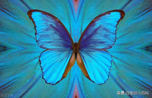蝴蝶王国