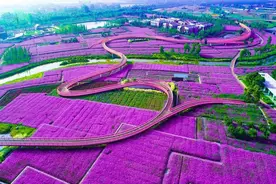 一组诱人的薰衣草图片