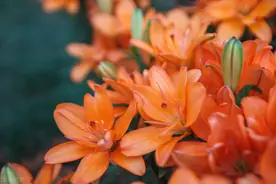 人老了，学会“低头”，为自己而活图片