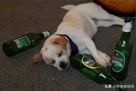 白酒和啤酒一起喝为什么容易醉？主要原因是这3点图片