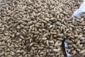桂花树的结果特性、果实成分及用途图片