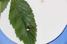 降雨频繁，哈尔滨多地现榆叶甲虫害！园林部门回应图片