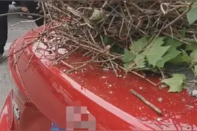 一个鸟窝竟砸坏轿车！网友：现在连鸟窝都钢结构了图片