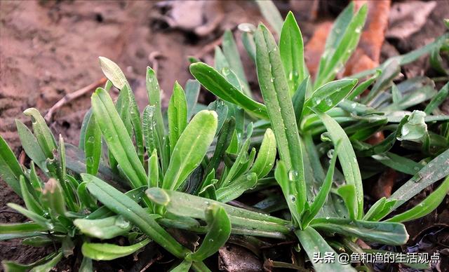踏春必备“百草图”之三，身边那些有价值的野草，你能认识几种？