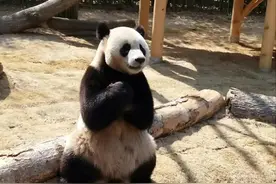 乐宝下树名场面，可爱晕了图片