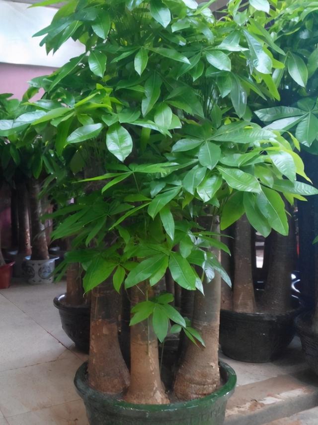 发财树喜欢阳光吗（发财树喜阴还是喜阳很多人都养错了）