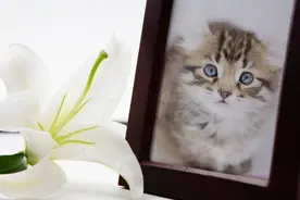 猫死后绝对不能做的3个行为!让他们安息的供养方法是…图片
