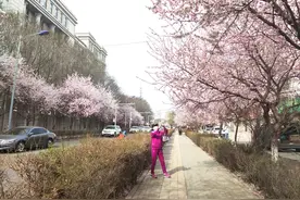 桃花怒放！乌鲁木齐桃花一条街喊你来打卡图片