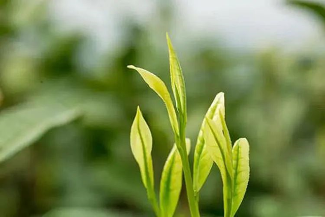 安吉白茶凭什么可以吊打众多绿茶？