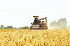 麦子马上就要成熟了，收割机却始终无法进入农村，动了谁的奶酪？图片