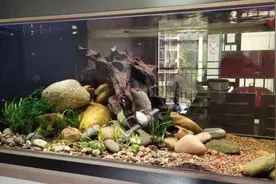 鱼缸爆藻了怎么办？轻松搞定图片