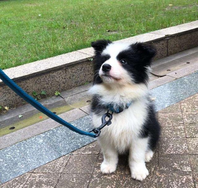 这5种狗,打架厉害,却不适合当警犬,有你喜欢的吗?