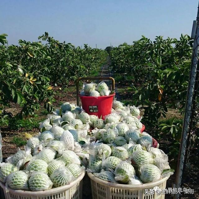 小众水果芭乐，又被茶饮店们带火了，最全芭乐说明书