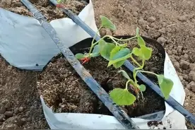 黄瓜叶缘干枯发黄，到底是什么原因？4种情况，农户要注意图片