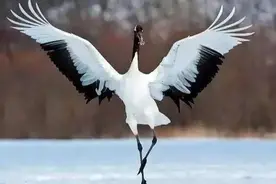 我不爱人类只爱仙鹤——爱鹤失国的卫懿公图片