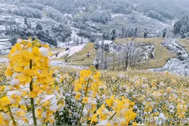 汉中油菜花枝头开满雪！低温冻害风险预警→图片