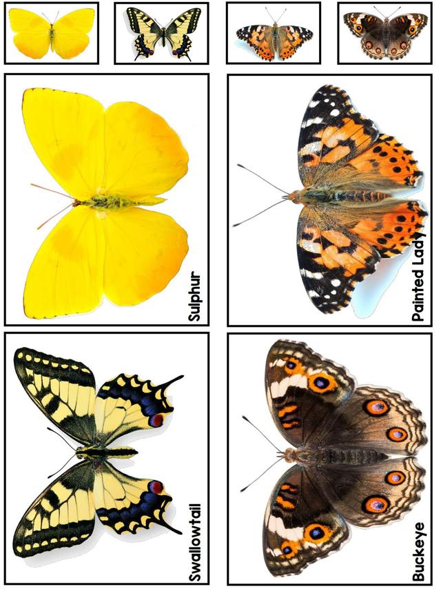 С��ѧ��̽��ϵ��֮���ں��������׻�زİ�