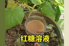 “红糖”喷施作物高产、优质，但这个讲究科学，乱用伤害也不小图片