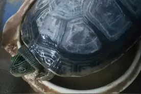 乌龟感冒和腐皮腐甲不需专业治疗，教你一招轻松解决图片