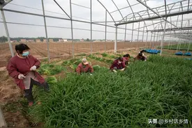 韭菜管理你不知道的几个秘诀，跟着这几个俗语走，一定不会差图片