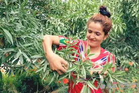 莎车：90余万亩巴旦木喜获丰收图片